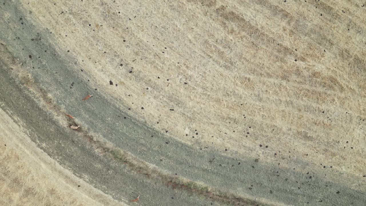 시골길에서 염소를 몰고 다니는 마른 초원을 따라 하향식 전망, 알렌테주 풍경