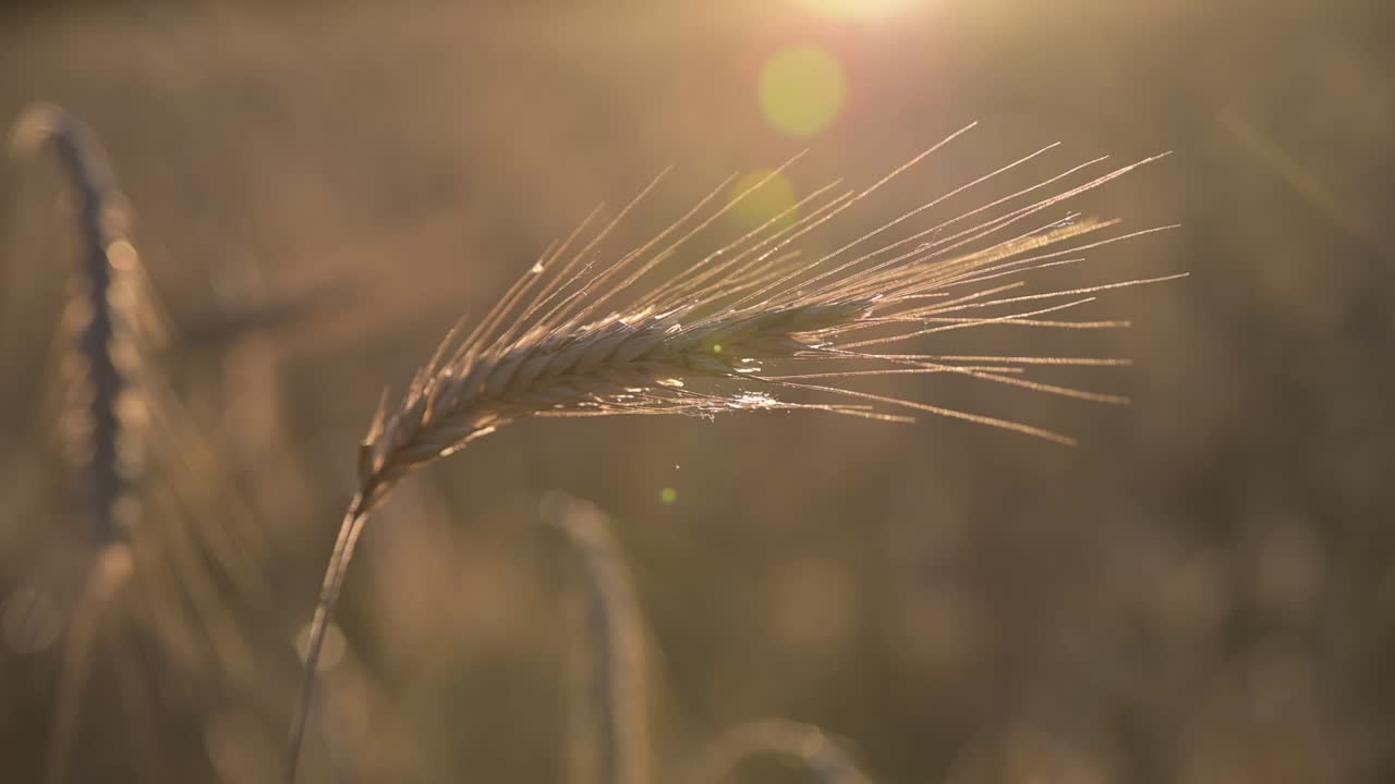 nær op af øre af hvede svingende fra den blide vind og sollys, fødevarekæde krise inflation koncept