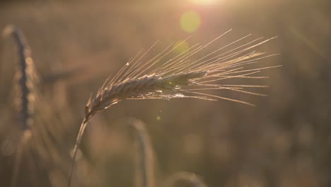 Primer-Plano-De-La-Espiga-De-Trigo-Balanceándose-Del-Suave-Viento-Y-El-Sol,-El-Concepto-De-Inflación-De-La-Crisis-De-La-Cadena-Alimentaria