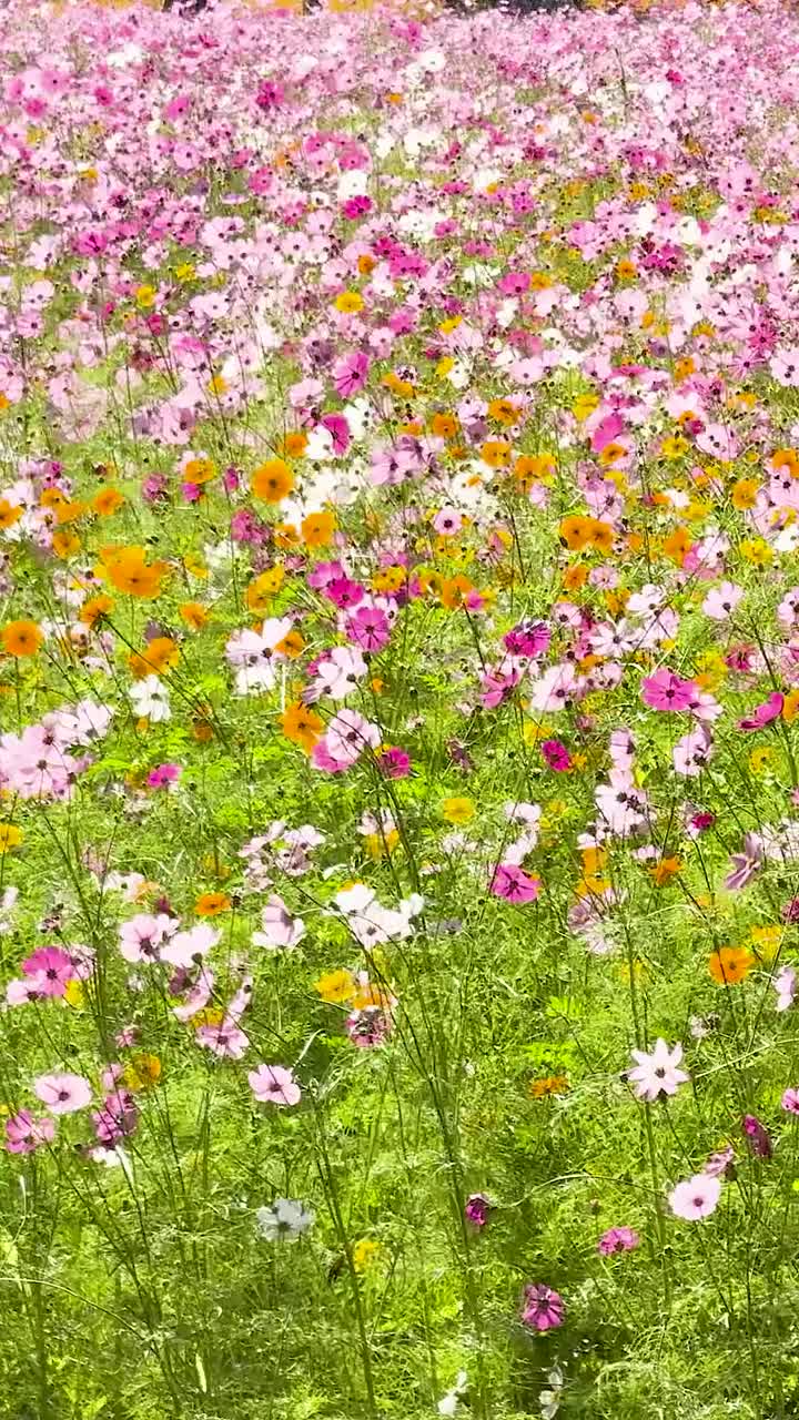 Fiori di cosmo colorati che ondeggiano nella brezza