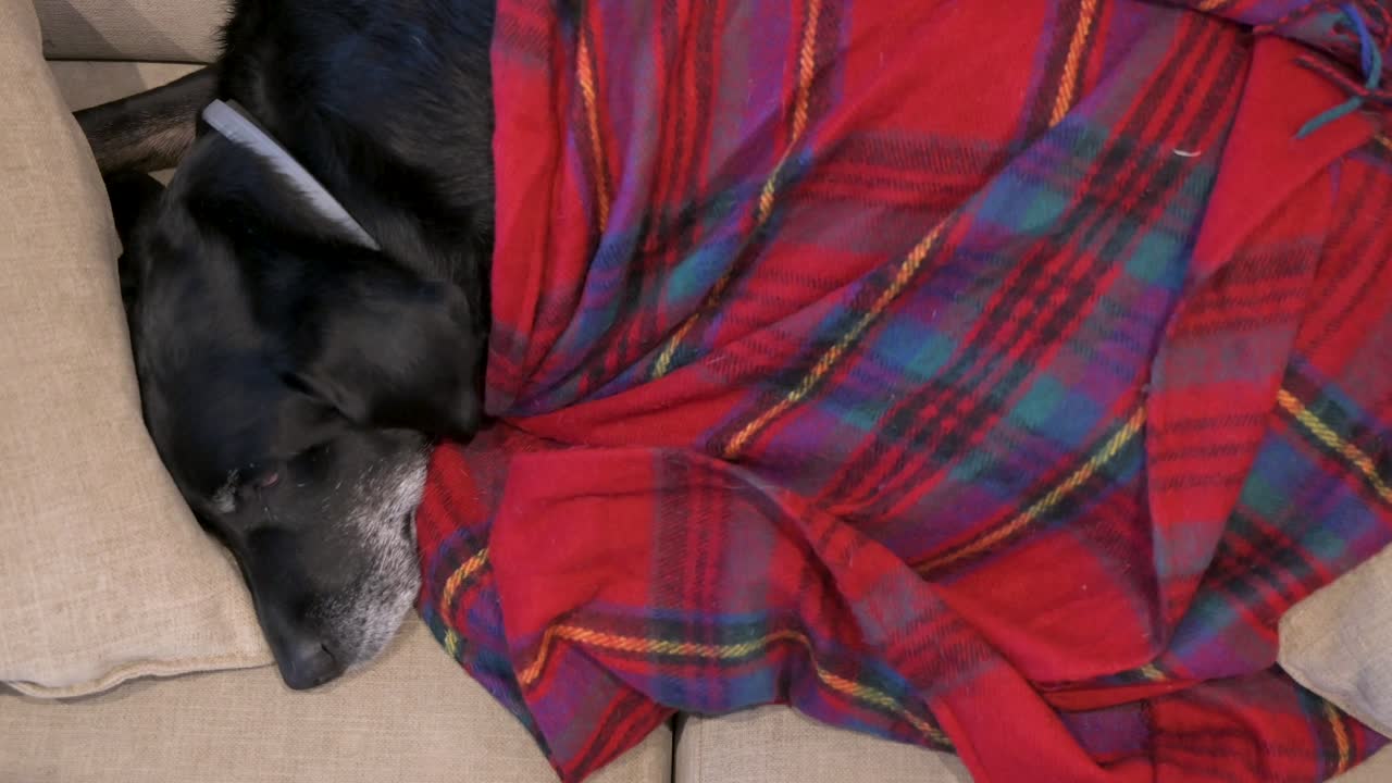 Panoramica di un labrador anziano sotto una coperta rossa mentre dorme su un divano
