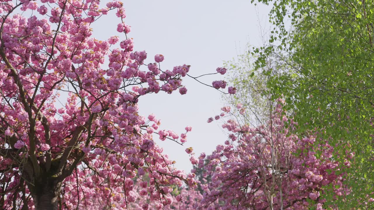 Slow motion of beautiful full bloom cherry blossom during spring in a Parisian Garden
