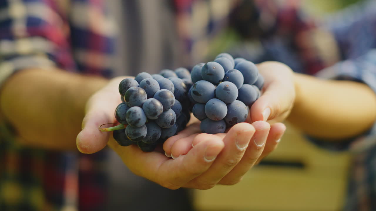 Person holding bunches of red grapes