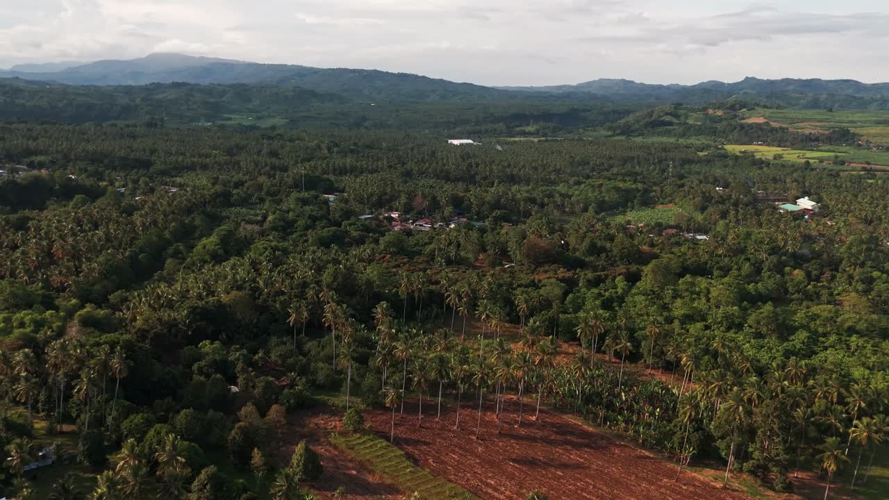 A stunning aerial shot of a lush tropical forest in the Philippines, showcasing vast greenery, palm trees, and mountains. Captured in the daytime, this footage highlights the beauty of nature