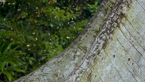 Pétalos-Cayendo-Alrededor-Del-Tronco-De-Una-Ceiba,-El-árbol-Nacional-De-Guatemala.