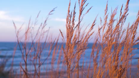 Idyllic-view-of-empty-Baltic-sea-coastline,-yellow-grass-in-foreground,-white-sand-seashore-dunes-and-beach,-coastal-erosion,-climate-changes,-golden-hour-light,-closeup-shot