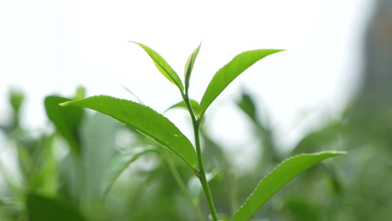 Uno splendido giardino del tè sulle colline di Darjeeling. Il tè di Darjeeling è famoso in tutto il mondo per il suo sapore e il suo aroma. Il tè di Darjeeling viene coltivato principalmente sui terreni collinari scoscesi.