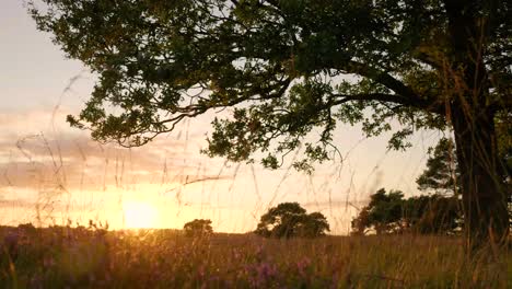 sunset in a meadow with trees