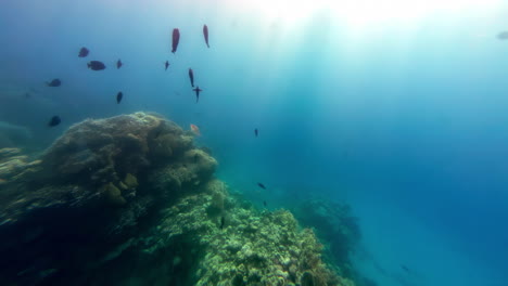 Under-the-sea,-sunlight-in-an-underwater-scene,-life-under-the-ocean,-fish-and-reefs