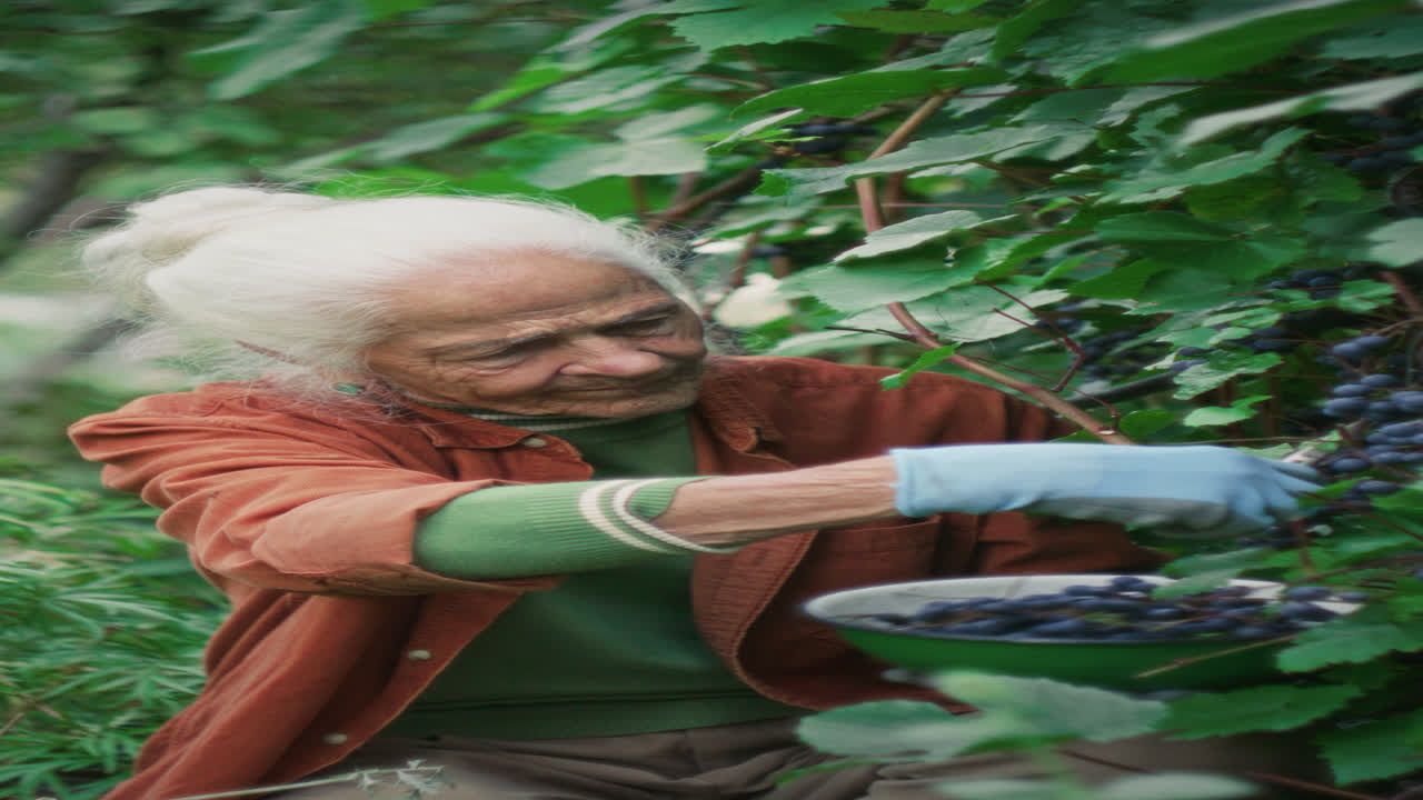 Elderly Woman Harvesting Grapes with Pruning Shears in Vineyard