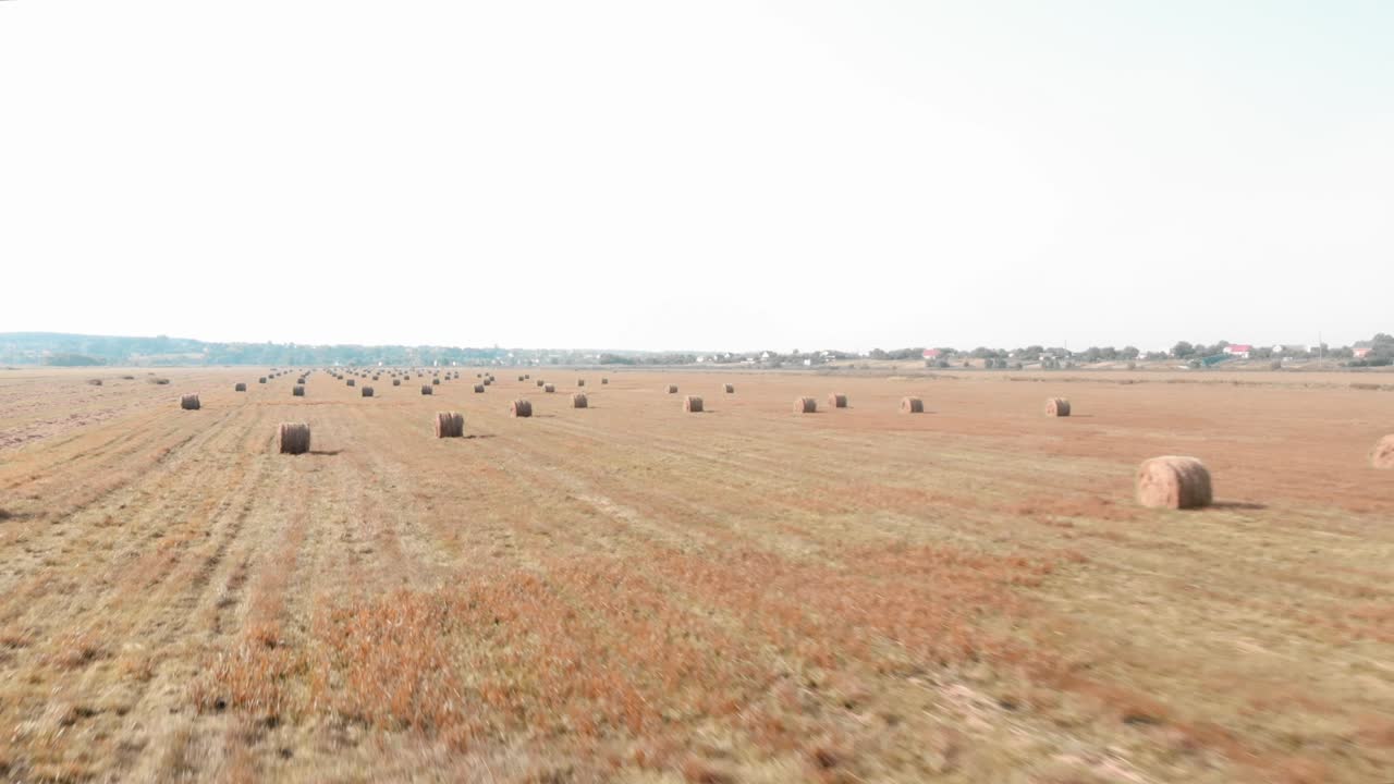 Stacks of baled hay on agriculture farm field after harvesting. Flying over haystacks on wheat field. Agribusiness concept. Many bales in field