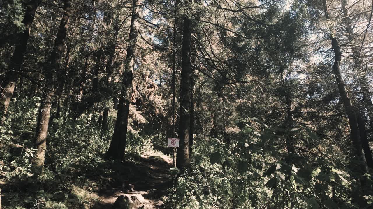 나무 사이에서 평화롭게 날아다니는 독특한 모나크 나비, 엘 로사리오, 미초아칸, 멕시코