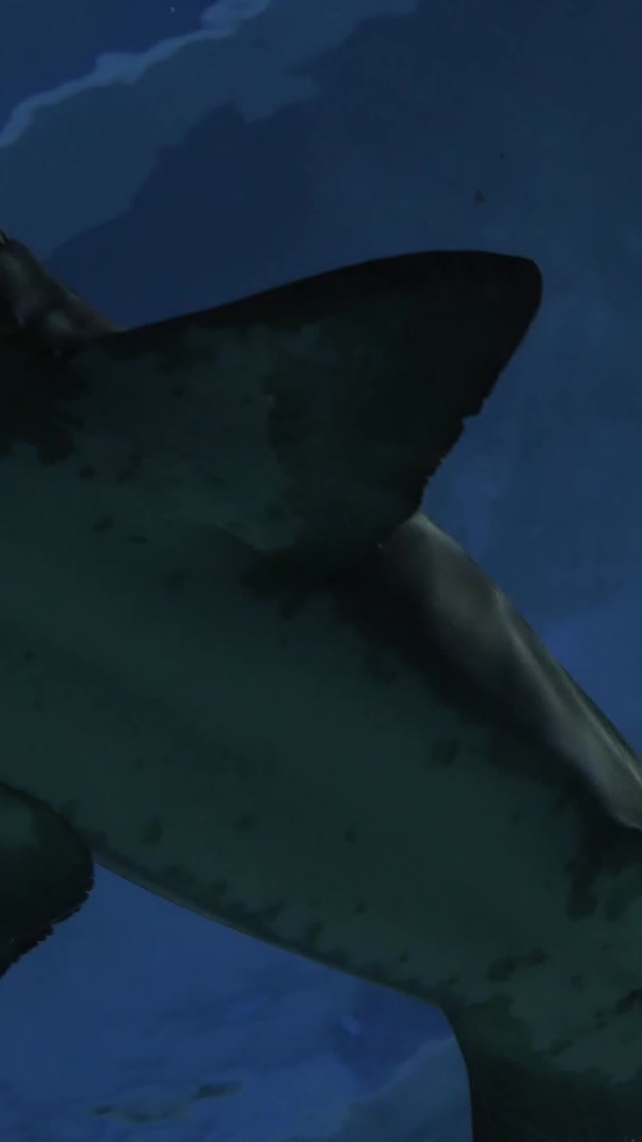 Person Recording a Shark Swimming in a Large Aquarium Tank