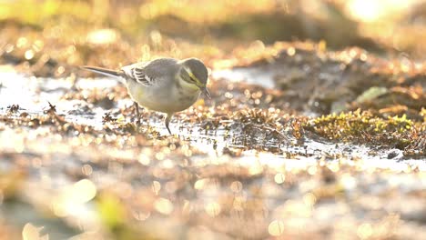 closeup of a single bird wagtail in sunrise