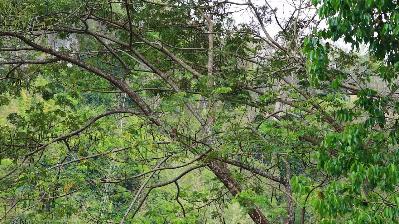 una vista tranquila de la vegetación exuberante y un río que fluye en kanchanaburi, tailandia, capturada con un suave movimiento de la cámara