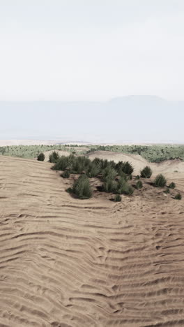 a desert landscape with sand dunes and green vegetation