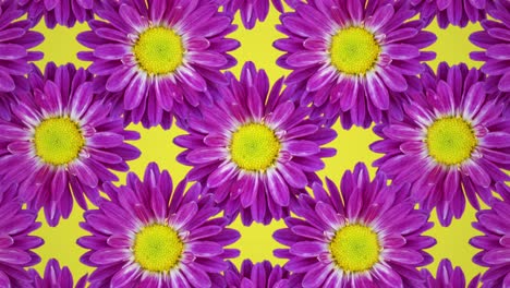 patrón animado de crisantemo púrpura en un fondo amarillo. animación conceptual de bucle sin costuras floral