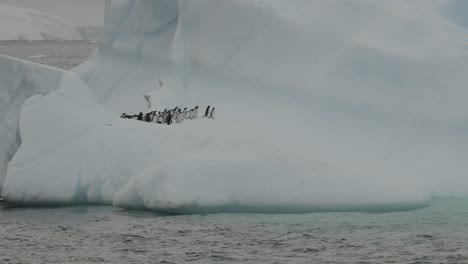 Wunderschöner-Eisberg-Mit-Im-Ozean-Schwimmenden-Pinguinen,-Schöne-Weiße-Und-Blaue-Eisfarbe