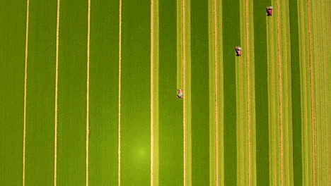 disparo cinematográfico de drones en ángulo descendente de cosechadoras combinadas en un campo agrícola