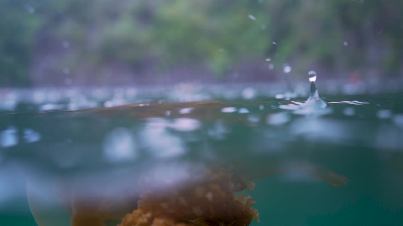primer plano de una medusa naranja nadando en cámara lenta en la superficie de un lago cuando llueve