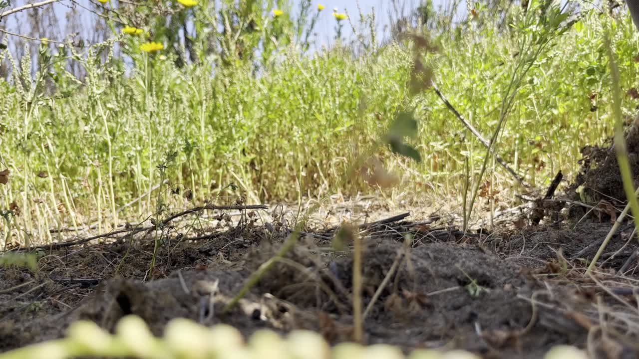 ближайший кадр руки, избавляющейся от сорняков