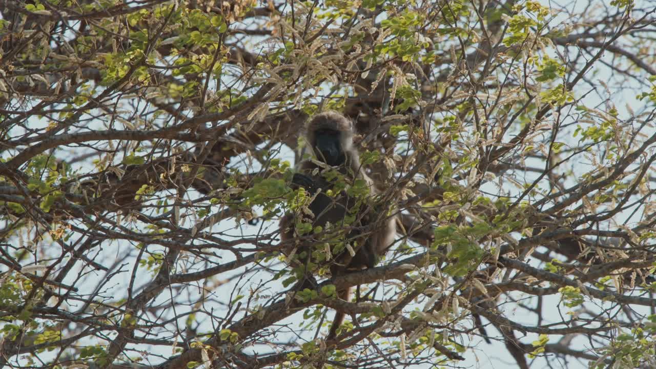 Chacma Baboon hangs sitting in tree as it eats, branches sway in wind