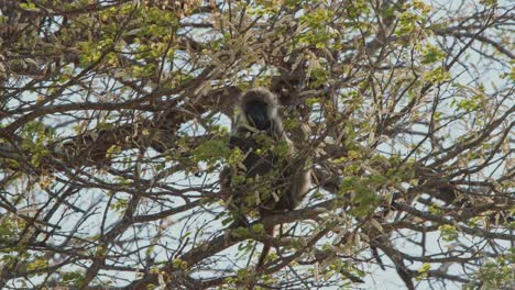 chacma baboon hangs sitting in tree as it eats, branches sway in wind