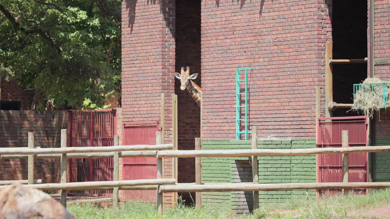 Giraffe peering out of building doorway, showing curiosity in zoo enclosure