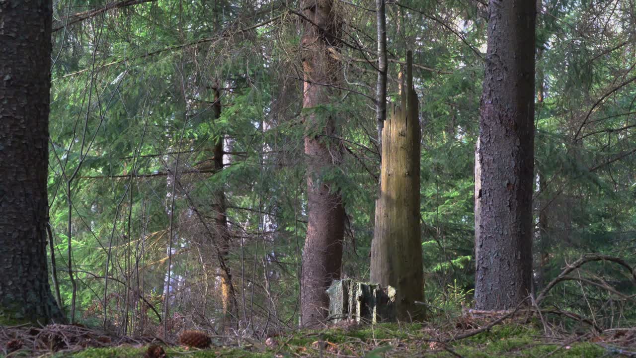Broken Trunks Of Old Trees In The Forest