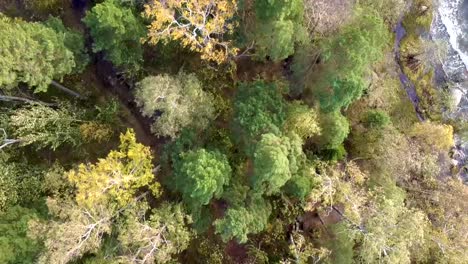 An-Aerial-Shot-Of-A-Grove-By-The-Lake-And-Waves-Flowing-On-The-Rocky-Shore