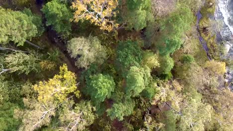 una toma aérea de un bosque junto al lago y las olas que fluyen en la orilla rocosa