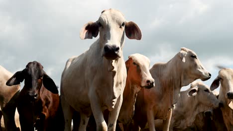 Gruppe-Von-Kühen,-Die-Auf-Die-Kamera-Zulaufen-–-Ranch-Nutztiere