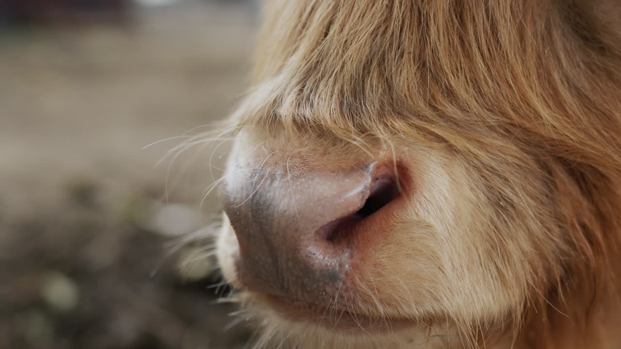 클로즈업  ⁇ : 땅 에 누워 있는 갈색 고비 의  ⁇ 구 ⁇