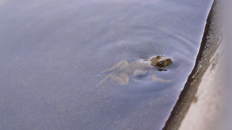 Frog-in-an-oasis-in-the-Omani-desert