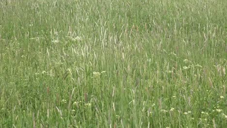 Closeup-of-green-grassy-meadow-in-spring