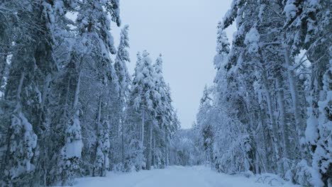 Aerial-shot,-flying-looking-up-in-a-winter-forest-between-the-trees