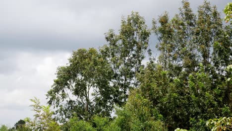 Hermoso-Bosque-De-árboles-Verdes-Estableciendo