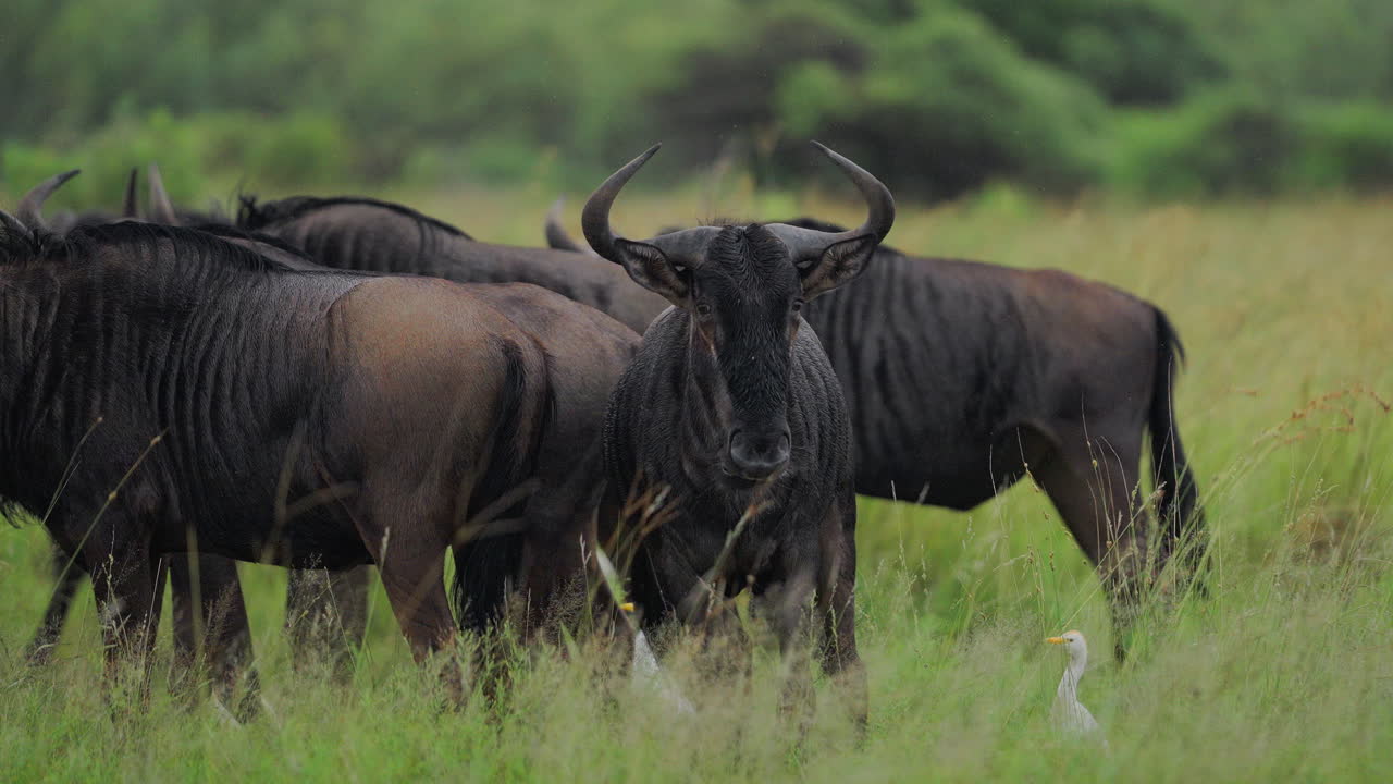 Wildebeest Herd in a Wet Savanna