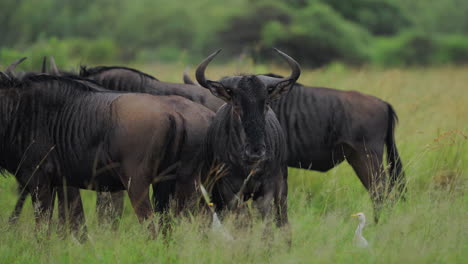 Wildebeest Herd in a Wet Savanna