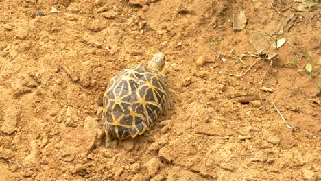 star tortoise climbing over a sand dune in sri lankan