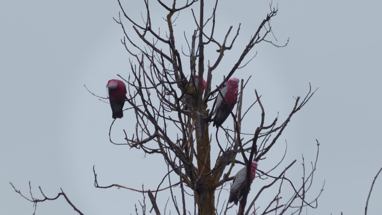 muchos pájaros galah sentados en lo alto de la rama de un árbol, algunos se van volando