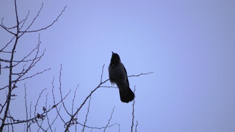 Slow-motion-shot-of-a-crow-sitting-on-a-tree-branch-with-a-grey-sky-background