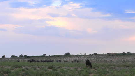 Una-Manada-De-ñus-Se-Mueve-Lentamente-A-Través-De-La-Vegetación-De-Matorral-Lejos-De-Un-Agujero-De-Agua-En-El-Kgalagadi-En-Invierno