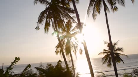 tracking past palm trees at sunset