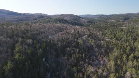 neural landscape tree forest valley near saint-cômeregion of quebec canada aerial footage