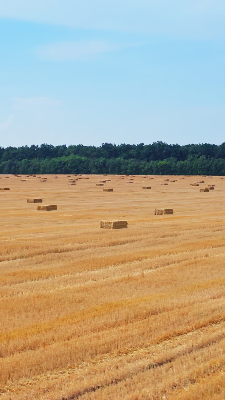 Drone flies over yellow agriculture wheat field. Beautiful summer landscape of a wheat field. Vertical video