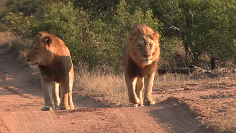 Two-male-lions-walking-side-by-side-down-a-dirt-road-in-Africa