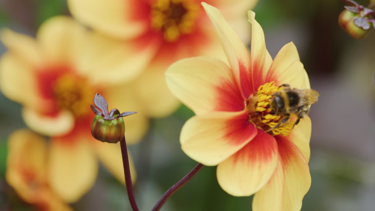 Bee gathers nectar from vibrant yellow-red flower in soft natural light, shallow depth of field