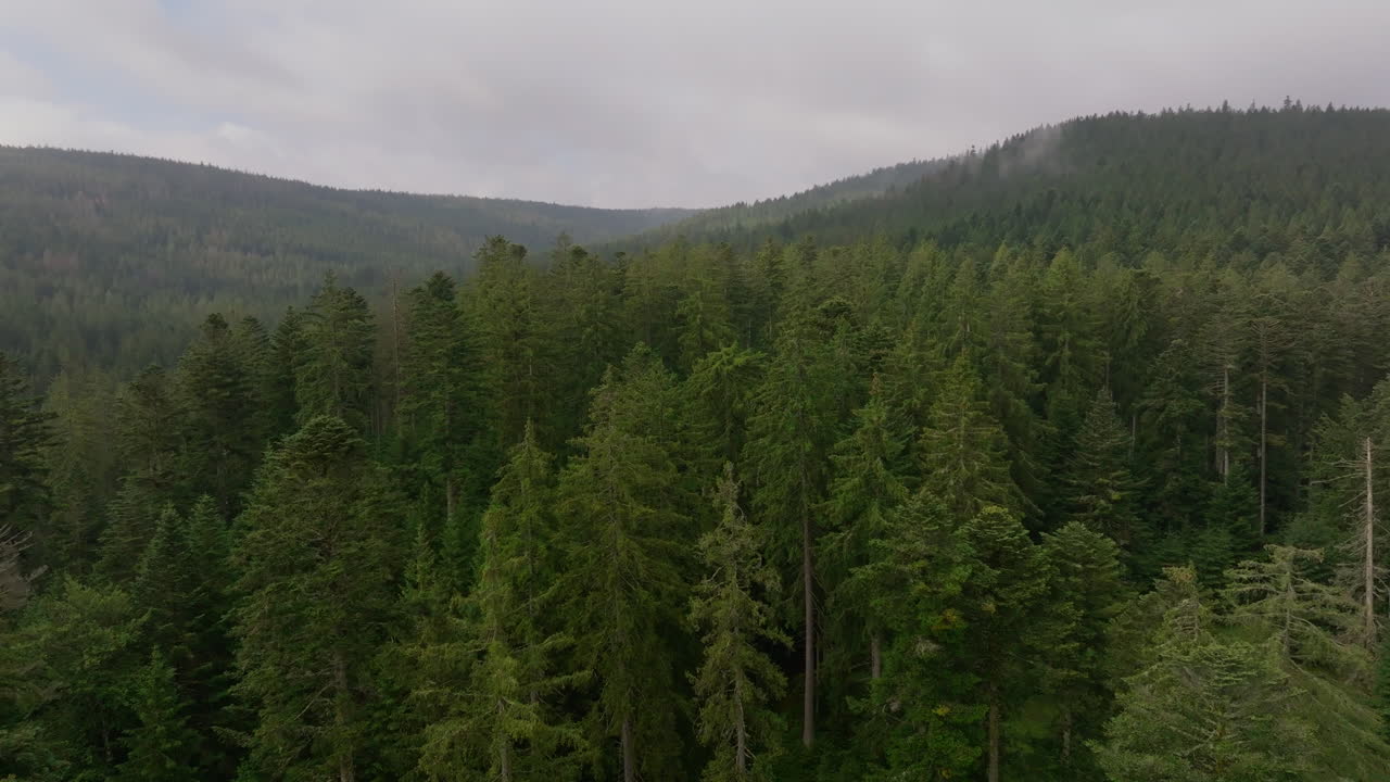 Vista aerea di una foresta verde lussureggiante in una giornata nuvolosa