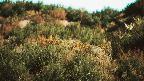 Beach-dunes-with-long-grass